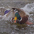 Duck Fight
