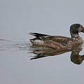 Female Northern Shoveler