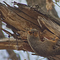 Fox Squirrel Hanging Out