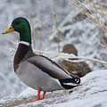 Mallard Duck in the Snow
